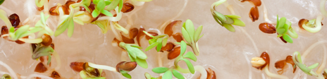 Graines germées et légumes lactofermentés
