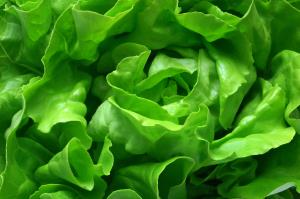 Salade Laitue BIO | Cat.II | la pièce