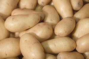 Pomme de terre Agria BIO | Cat.II | les 500g