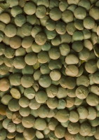 Lentilles vertes BIO | les 100g