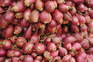 Oignon rose Roscoff BIO | Cat.II | les 500g
